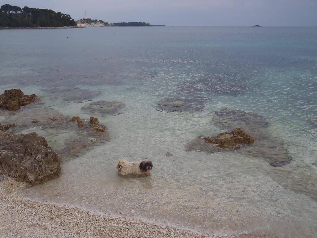 Apartments Mirta Rovinj Extérieur photo